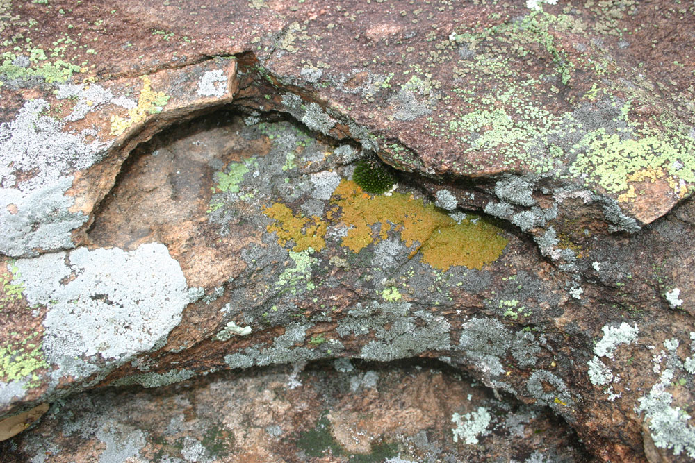 lichen6
